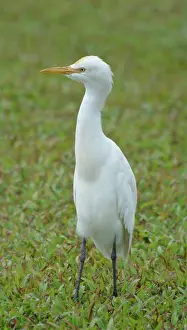 Lanka: Cattle Egret (juvenile), Sri Lanka
