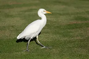 Canary Islands: Cattle Egret - Lanzarote - Canary Islands - Spain