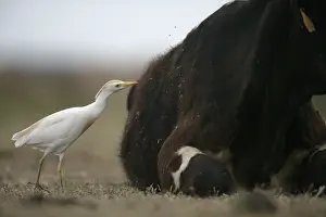 Surfbirds: Cattle egret near a cow Spain