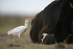 Openings: Cattle egret near a cow Spain