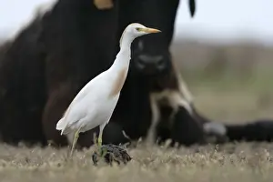 Surfbirds: Cattle egret near a cow Spain
