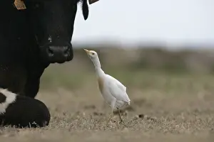 Surfbirds: Cattle egret near a cow Spain