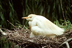 Egrets: CATTLE EGRET - On nest