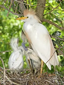 Bubulcus: Cattle Egret at nest with young