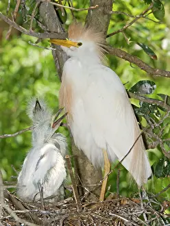 Bubulcus: Cattle Egret at nest with young