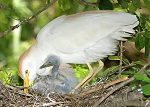 Bubulcus: Cattle Egret at nest with young