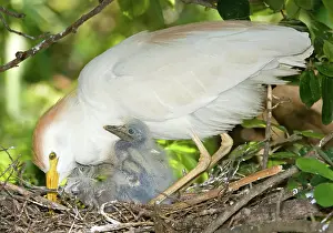 Bubulcus: Cattle Egret at nest with young