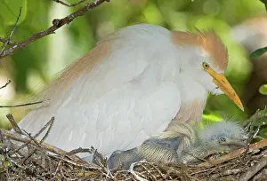 Bubulcus: Cattle Egret at nest with young