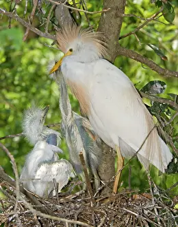 Bubulcus: Cattle Egret at nest with young