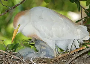 Bubulcus: Cattle Egret at nest with young