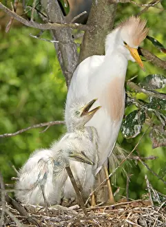 Bubulcus: Cattle Egret at nest with young