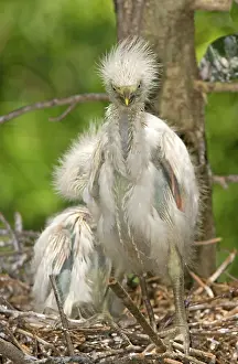 Bubulcus: Cattle Egret at nest with young