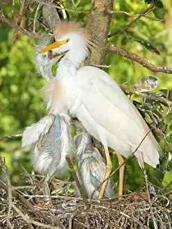 Bubulcus: Cattle Egret at nest with young