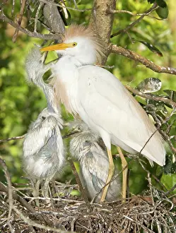 Bubulcus: Cattle Egret at nest with young