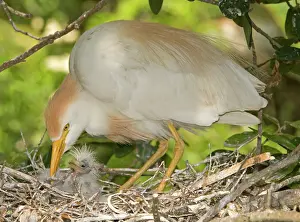 Bubulcus: Cattle Egret at nest with young