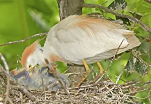 Bubulcus: Cattle Egret at nest with young