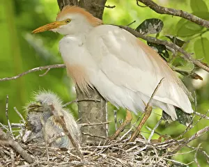 Bubulcus: Cattle Egret at nest with young