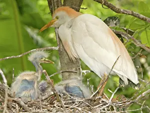 Bubulcus: Cattle Egret at nest with young