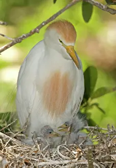 Bubulcus: Cattle Egret at nest with young