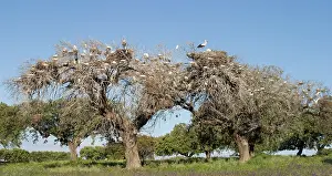Cork: Cattle Egret - Nesting colony in old cork oak trees