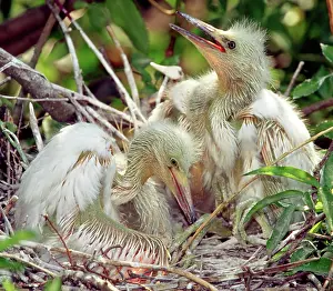 Bubulcus: Cattle Egret Nestlings