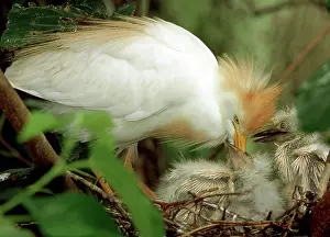 Bubulcus: Cattle Egret and Nestlings