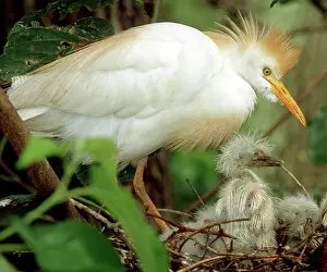 Bubulcus: Cattle Egret and Nestlings
