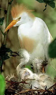 Bubulcus: Cattle Egret and Nestlings