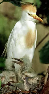 Bubulcus: Cattle Egret and Nestlings