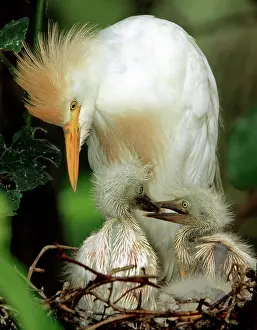 Bubulcus: Cattle Egret and Nestlings