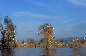 Alyssa Giustozzi: Cattle Egret - nestting in drowned Acacia Trees