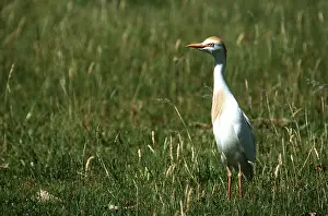 Egret: CATTLE EGRET - in pampas