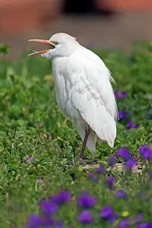Alentejo: Cattle Egret - perched on ground calling Alentejo