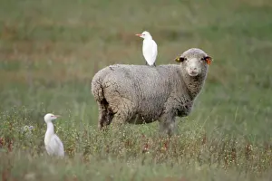 Merino: Cattle Egret - perched on back of Merino sheep