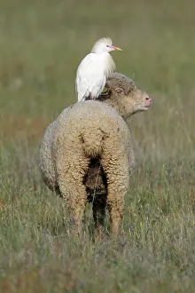 Merino: Cattle Egret - perched on back of Merino sheep