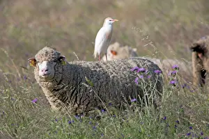 Verde: Cattle Egret - perched on back of sheep Castro Verde
