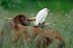 Hitchhiking: Cattle Egret - resting on cows back
