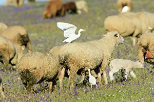 Hitchhiking: Cattle Egret - riding on sheeps back