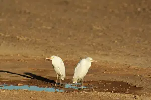 Puddles: Cattle Egret - At a roadside puddle in the Namib Desert