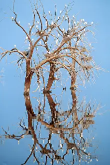 Roosting: CATTLE EGRET - Roosting in trees in water