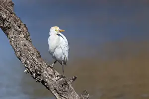 David Chapman: Cattle Egret - Spain