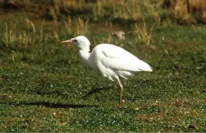 Egrets: CATTLE EGRET - walking