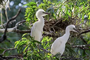 Nestlings: Cattle Egrets