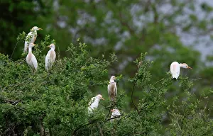 Multitude: Cattle Egrets ( Bubulcus ibis ) colony, Normandy