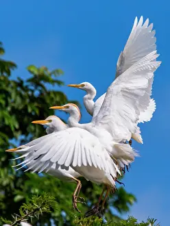 Flaps: Several cattle egrets (Bubulcus ibis) are taking