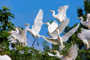 Away: Several cattle egrets (Bubulcus ibis) are taking