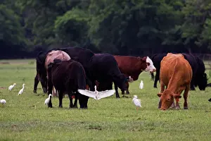 Bubulcus: Cattle Egrets around cattle