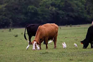 Bubulcus: Cattle Egrets around cattle