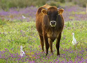 Bugloss: Cattle Egrets - feeding in a flowery field (mainly