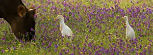 Bugloss: Cattle Egrets - feeding in a flowery field (mainly